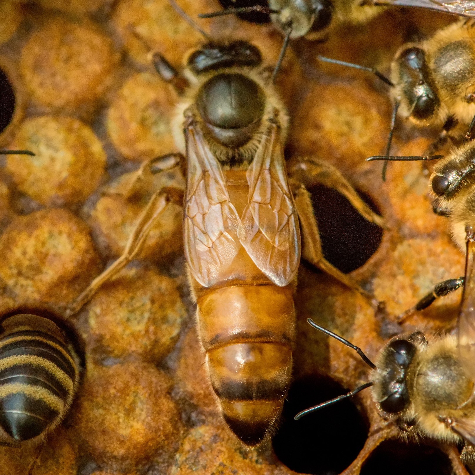 Матка пчелы Бакфаст